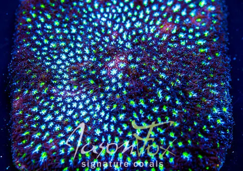 Jason Fox Starry Night Leptastrea 1