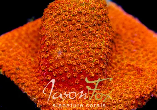 Jason Fox Agent Orange Cyphastrea 1