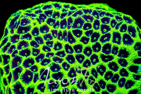 Jason Fox Glow Stick Favia 1
