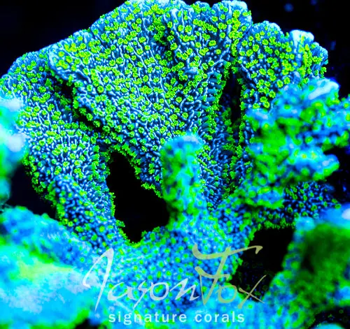 Tubs Stellata Montipora 1