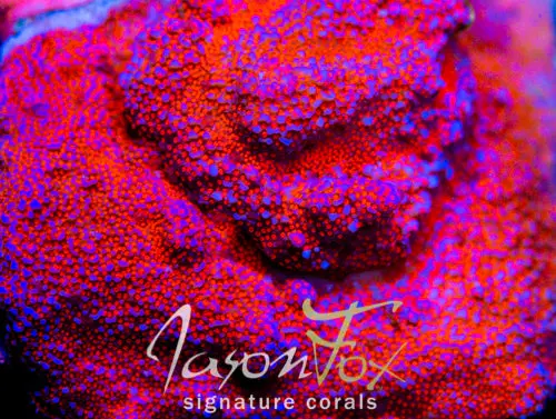 Jason Fox Superman Montipora 1