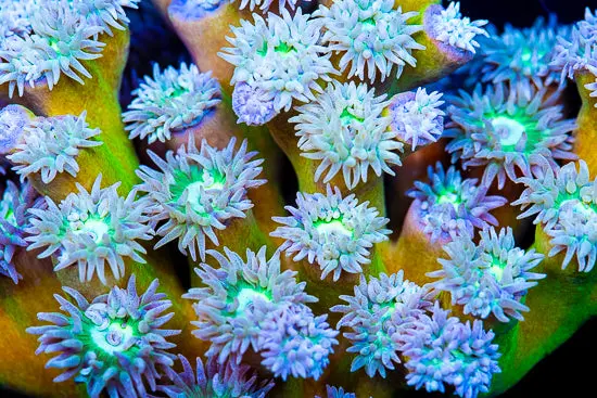 Jason Fox Epic Neon Green Duncan 1