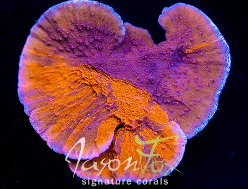 Jason Fox Mixed Emotions Montipora 1