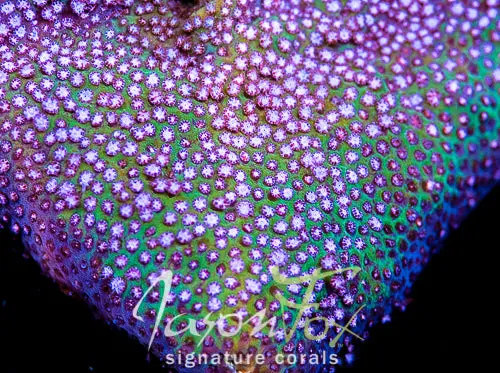 Jason Fox Cherry Blossom Stylocoeniella 1
