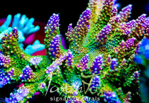 Jason Fox Zipper Ripper Acropora 1