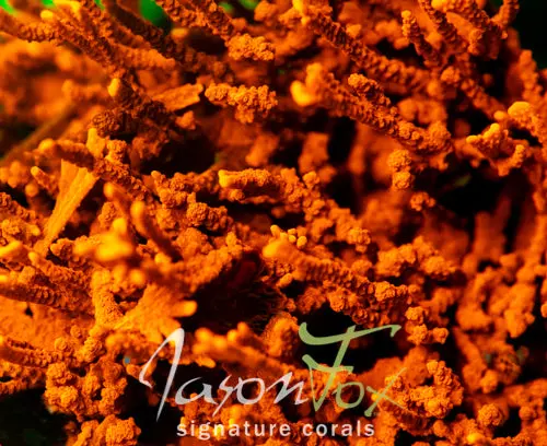 Jason Fox Fire Starter Montipora Hirsuta 1
