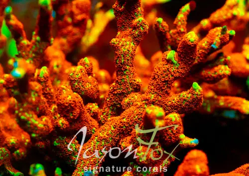 Jason Fox Boston Bean Digi Montipora 1