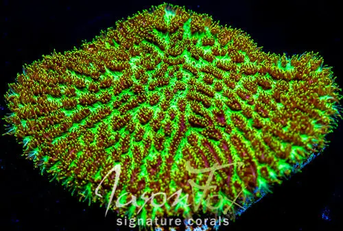 Jf Magic Carpet Hydnophora Excessa 1