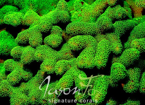 Jason Fox Radio Active Stylophora 1