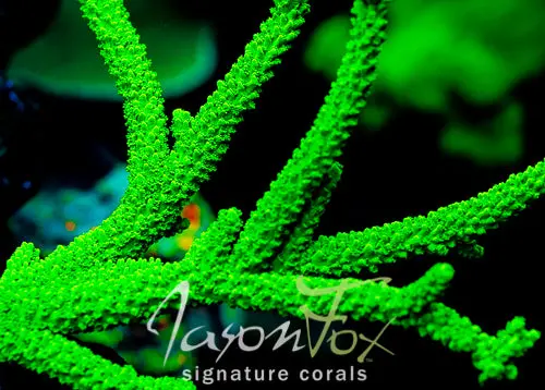 Original Green Slimer Acropora 1