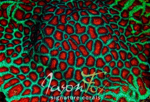 Jason Fox Fiery Red Favia 1
