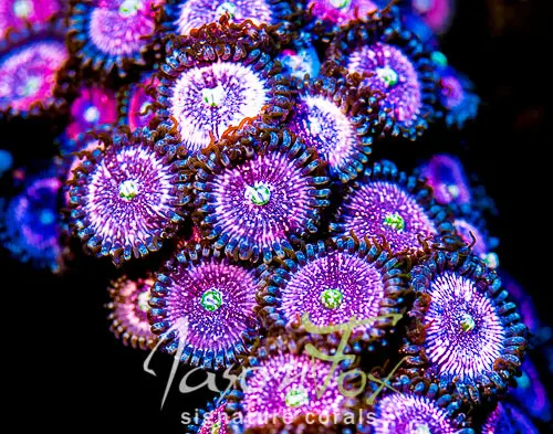 Pink Zippers Zoanthids 1
