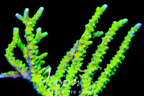 Bio Reef Green Goblin Anacropora 1