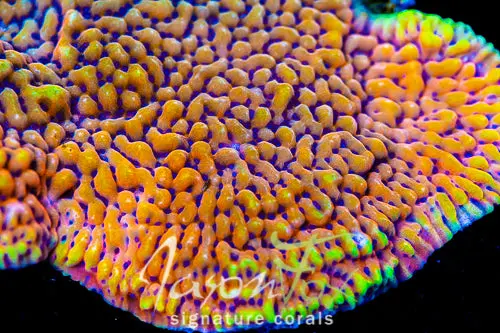Jason Fox Scatter Brain Montipora 1