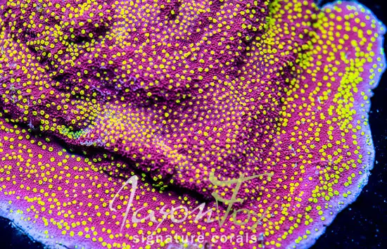 Jason Fox  Yellow Fever Montipora 1