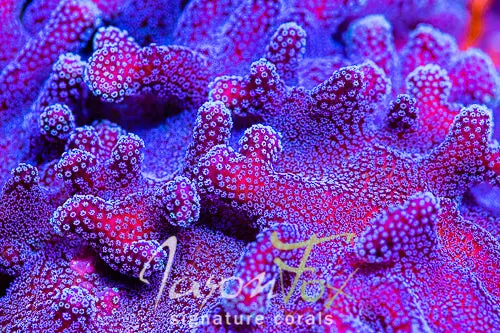 Jason Fox Rainbow Stylophora 1