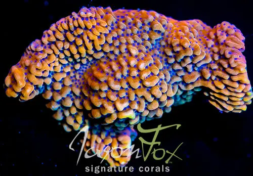 Jf Bloody Sunrise Montipora 1