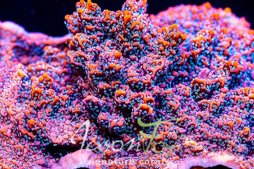 Jason Fox Silver Bullet Montipora 1