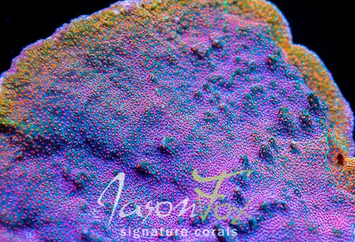 Gb Seven Heavens Montipora 1