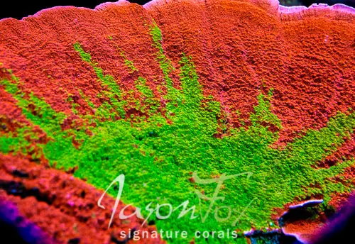Wwc Grafted Montipora Cap 1