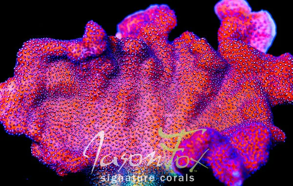Jason Fox Violet Orange Montipora 1