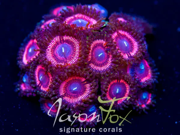 Jason Fox Bubblicious Paly 1