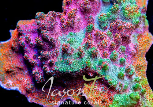 Jason Fox Dizzy Spell Montipora 1