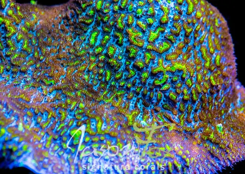 Jason Fox Blueberry Blast Hydnophora 1