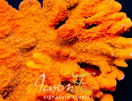 Jason Fox Red Hot Montipora Setosa 1