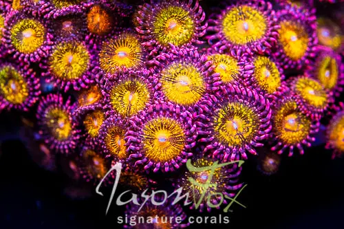Mohican Sun Zoanthids 1