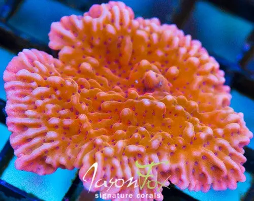 Rr Nauti Spiral Montipora 1