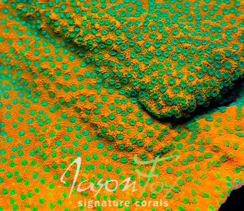 Jason Fox Sweet Tooth Montipora 1