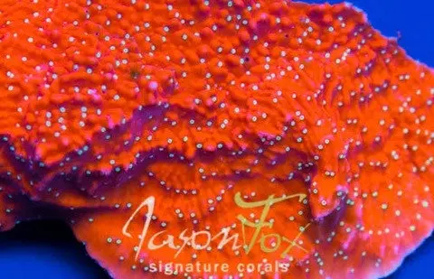 Jason Fox Snow Cap Montipora (White Polyp Monti Cap) 1