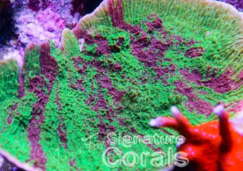 Jason Fox Cold Fusion Grafted Montipora Cap 1