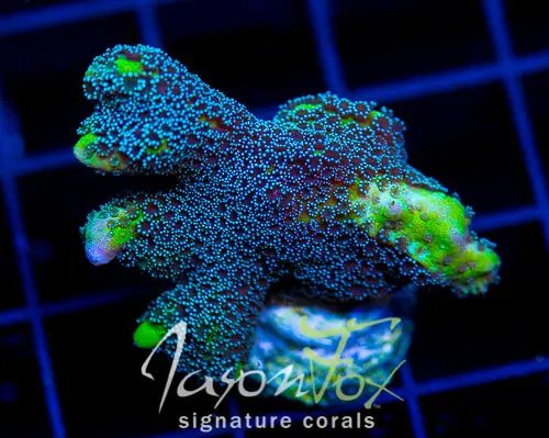 Jason Fox Frankies Ugly Duckling Montipora 1