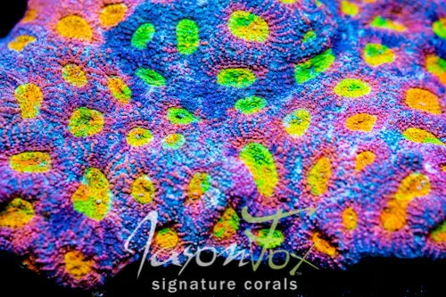 Jason Fox Tropical Express Acan Echinata 1