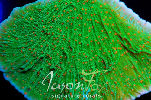 Jason Fox Volcanic Eruption Montipora Cap 1