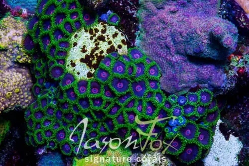 Jason Fox Purple Hearted Emeralds 1