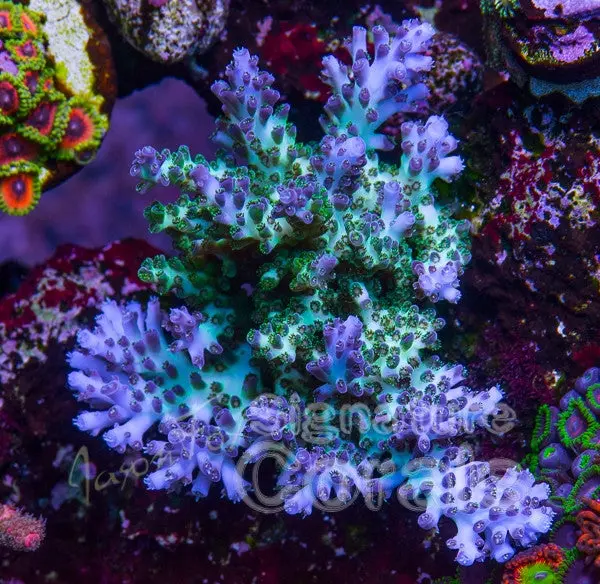 Ora Pearl Berry 1