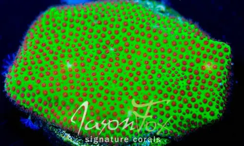 Jason Fox Special Porites 1