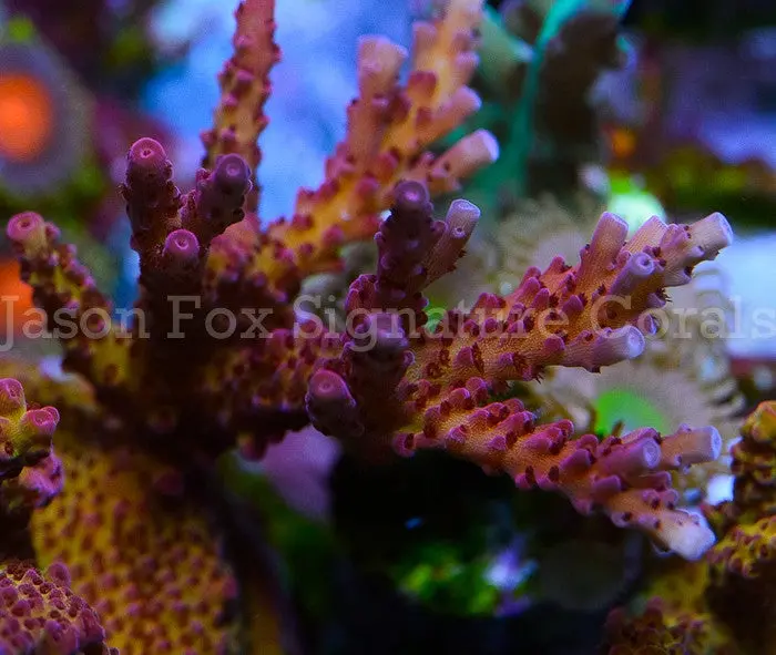 Pro Corals Rainbow Acro 1
