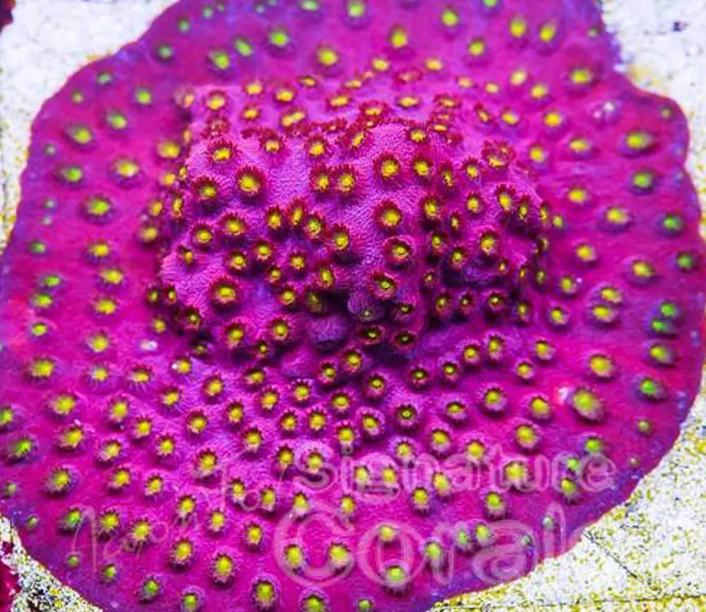 Cornbread Bling Bling Cyphastrea 1