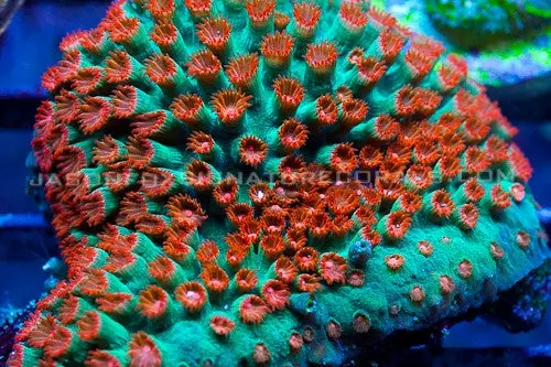Wwc Jingle Bells Cyphastrea 1