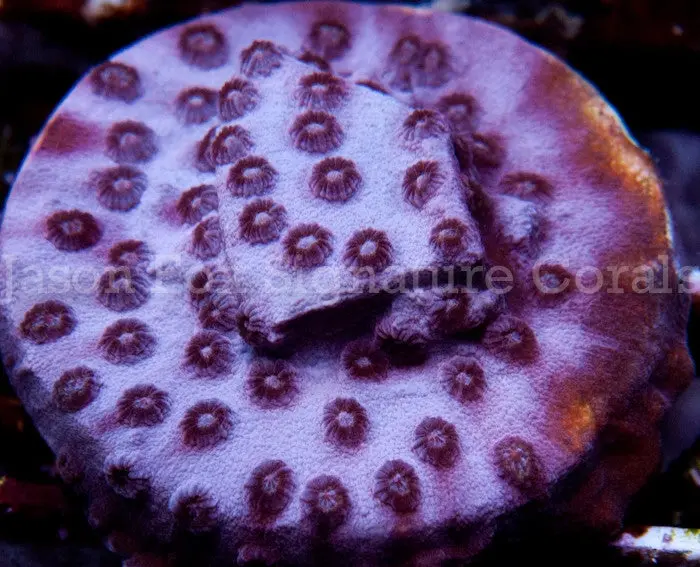 Jason Fox Valentine Cyphastrea 1