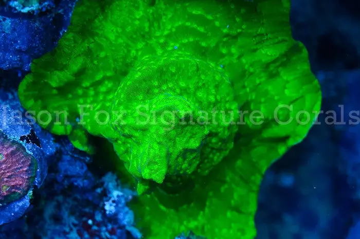 Jason Fox Neon Green Leptoseris 1