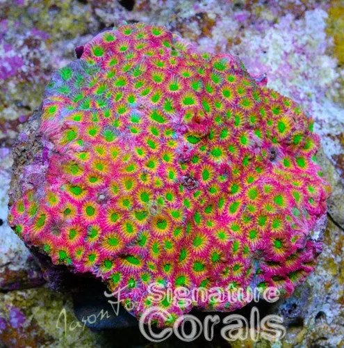 Jason Fox Day-Glo Favites Pentagona 1