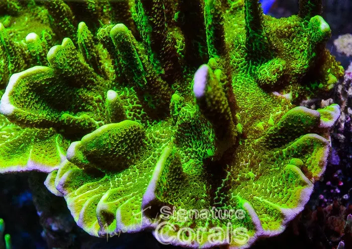 Ora Spongodes Montipora 1