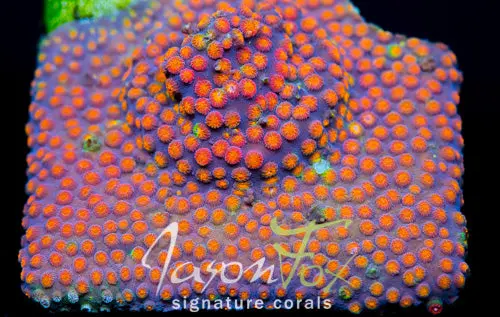Jason Fox Party Crasher Cyphastrea 1