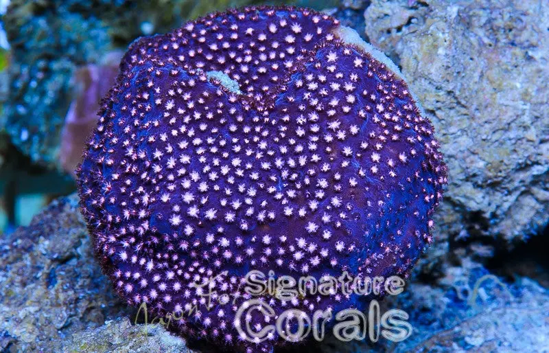 Jose Casas Pink Polyp Stylo 1