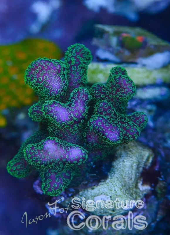 Steve Garett Stylophora 1